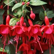 Fuchsia